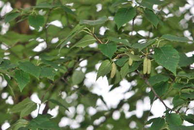 Betula papyrifera - bříza papírová